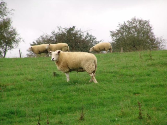 texel_2013_15