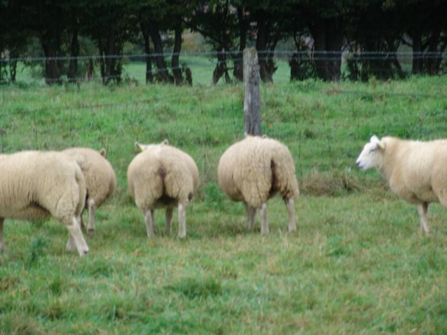 texel_2013_26