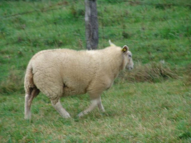 texel_2013_27